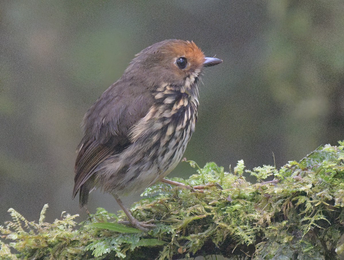 Ochre-fronted Antpitta - ML642336787