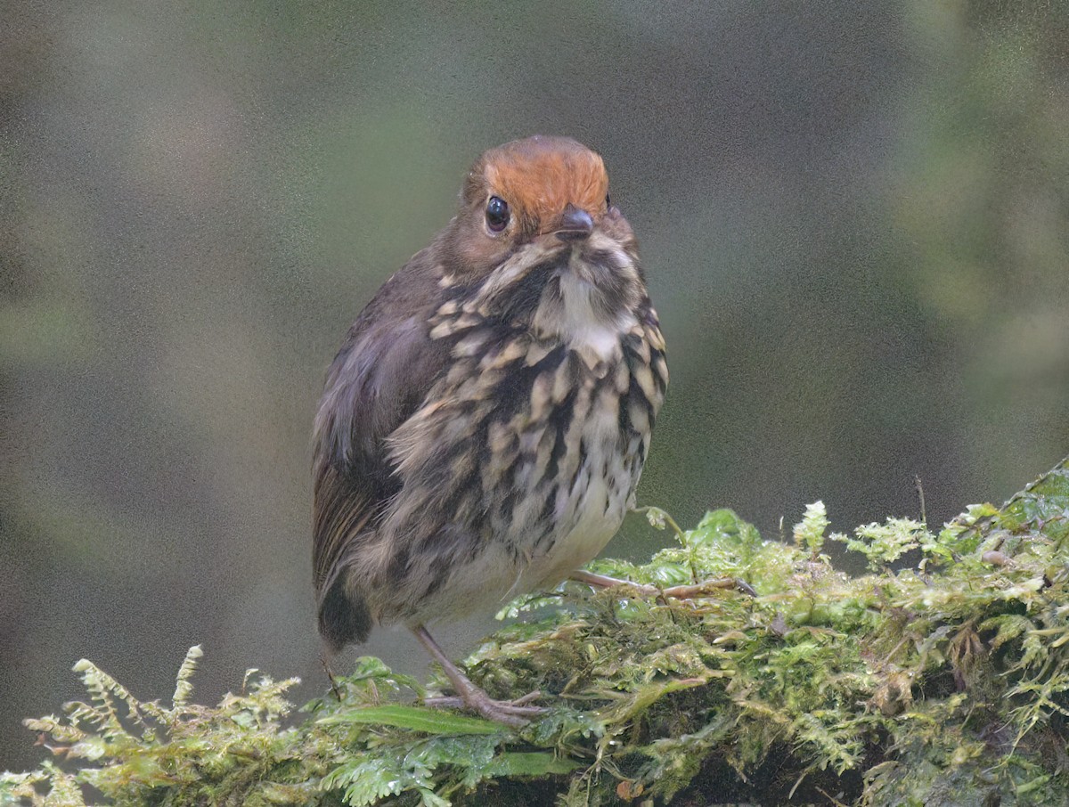 Ochre-fronted Antpitta - ML642336788