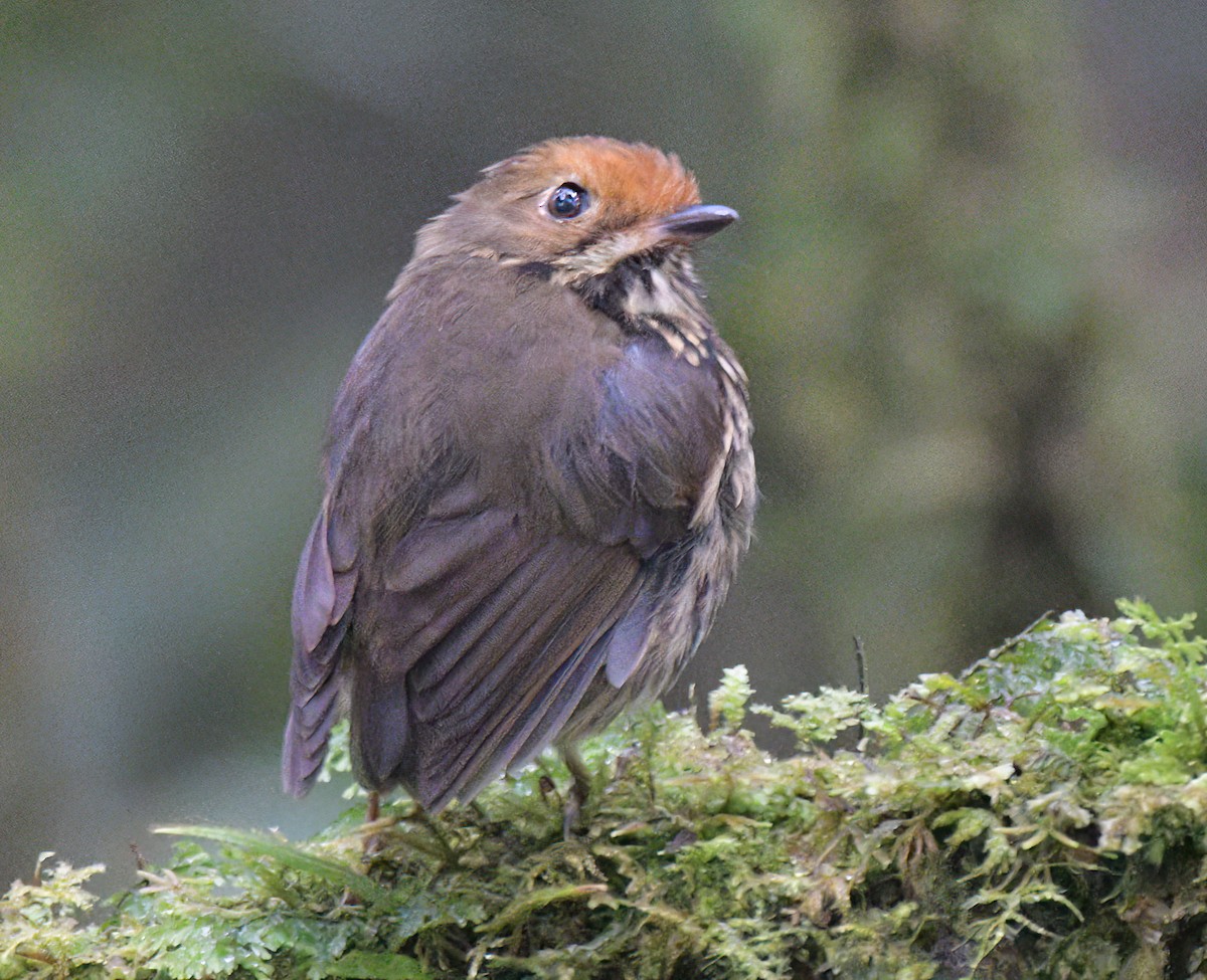 Ochre-fronted Antpitta - ML642336789