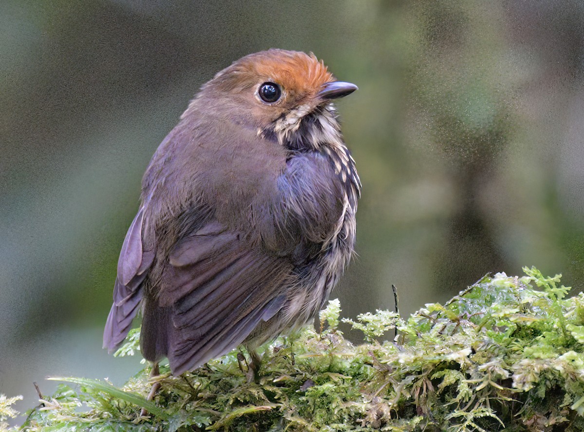 Ochre-fronted Antpitta - ML642336790