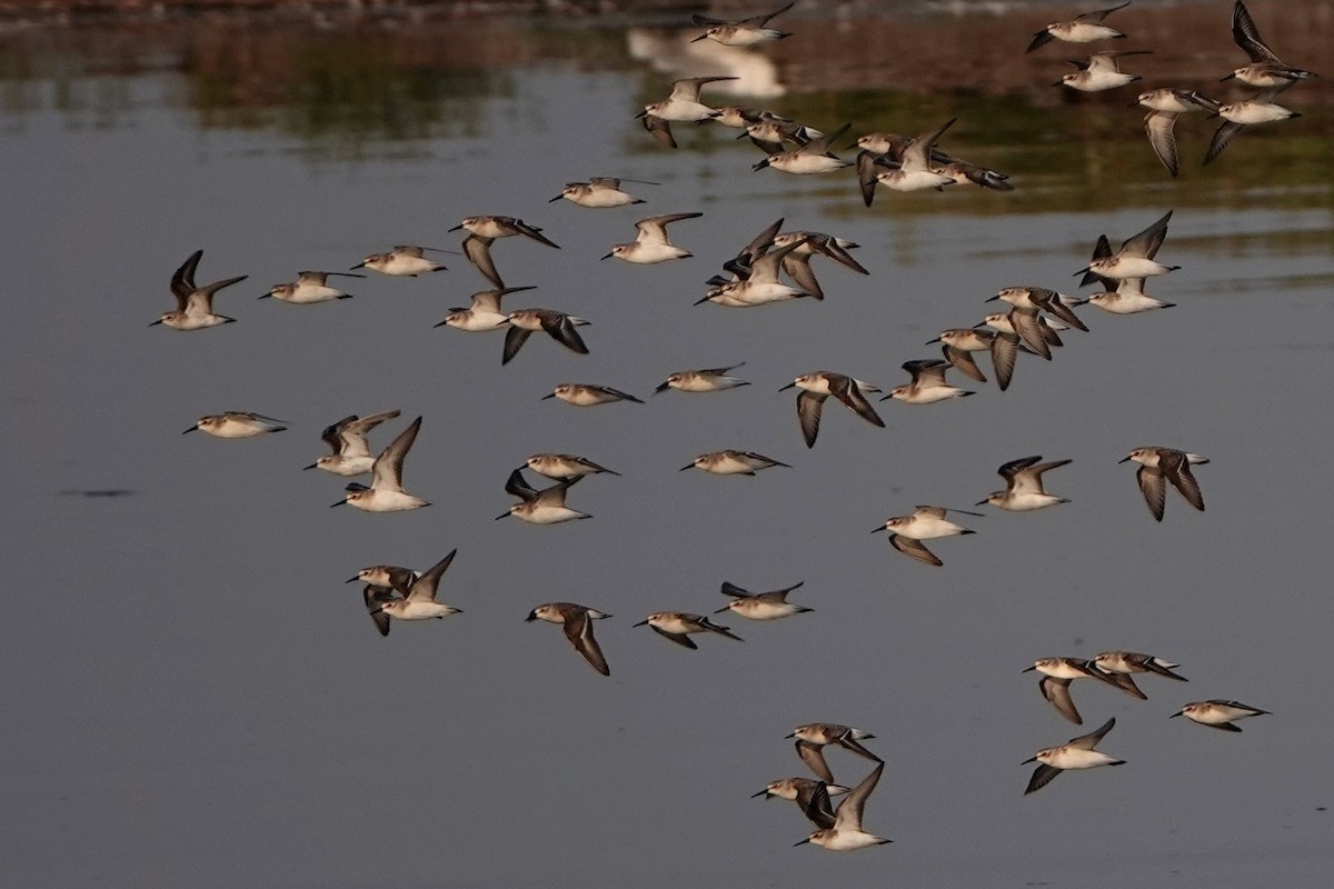 Western Sandpiper - ML642336791