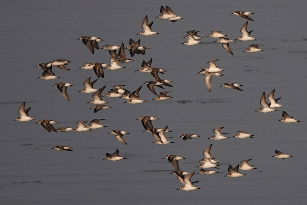Western Sandpiper - ML642336792