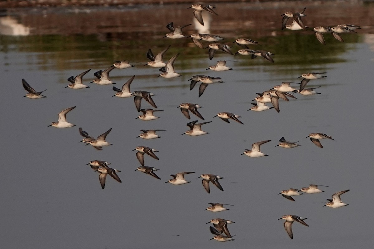 Western Sandpiper - ML642336793