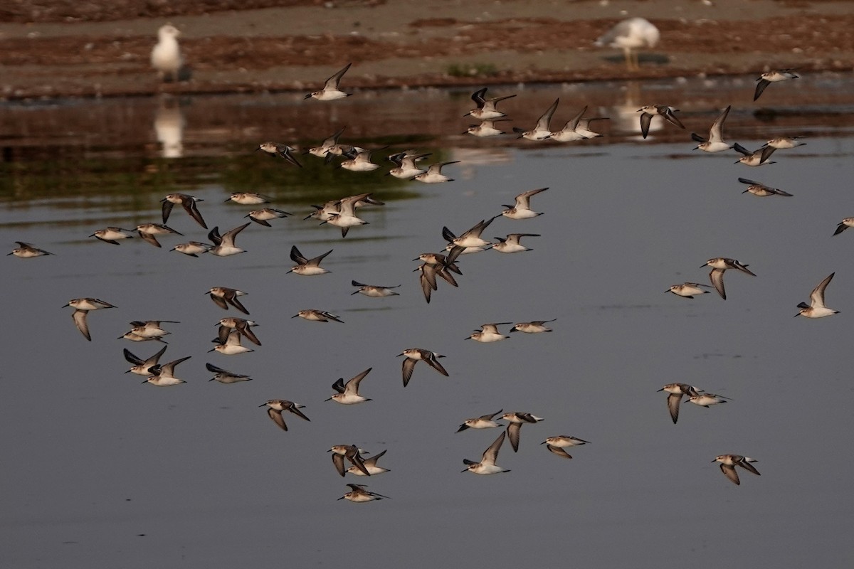 Western Sandpiper - ML642336794