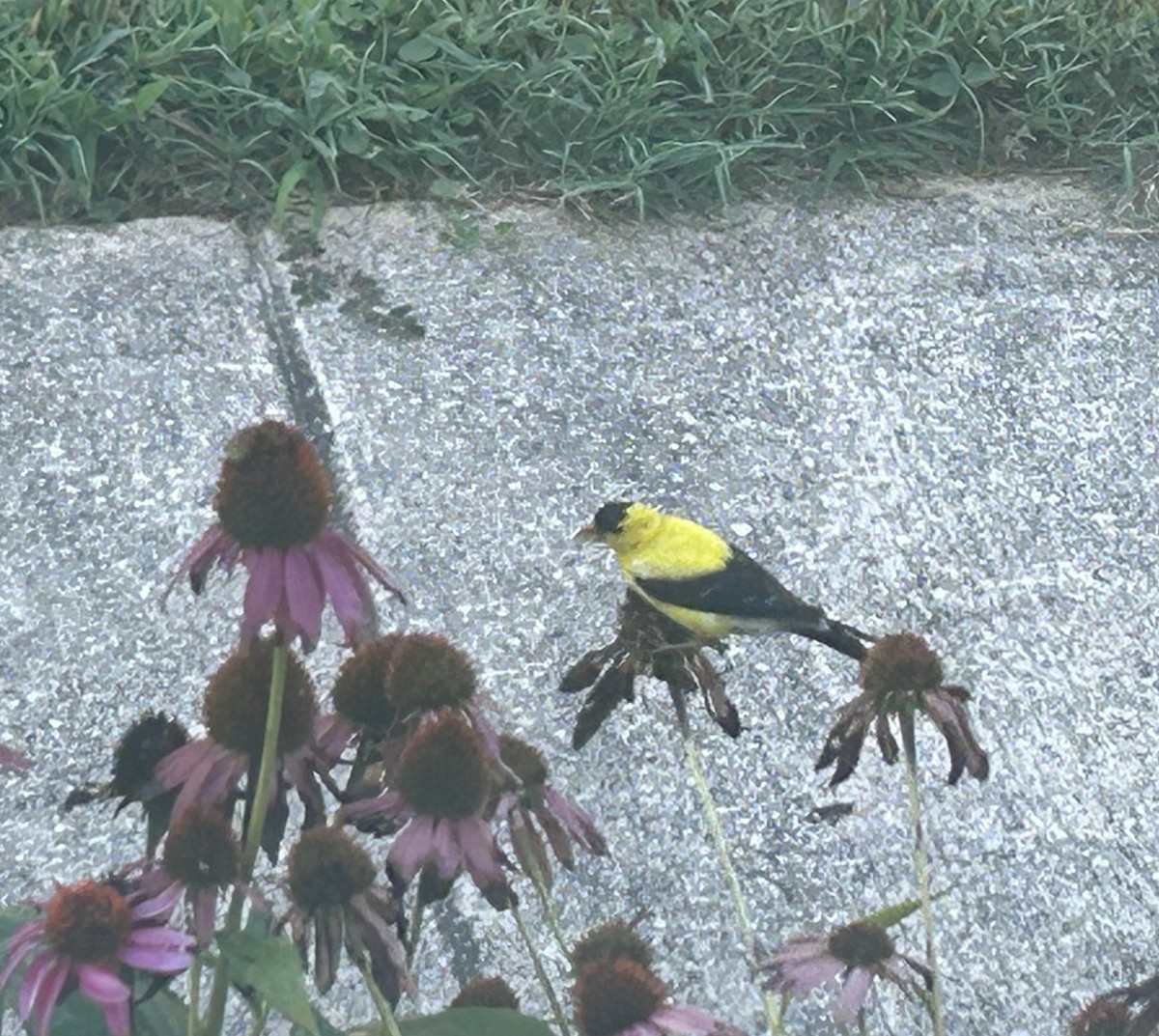 American Goldfinch - ML642336822