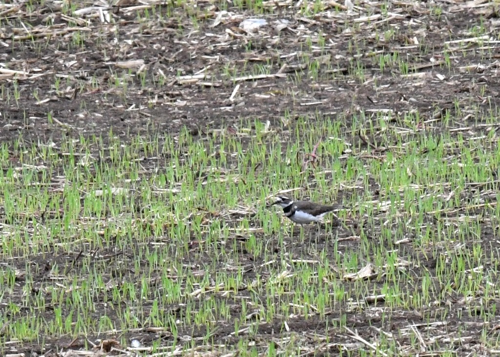 Killdeer - ML642336836