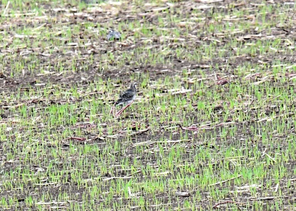 American Golden-Plover - ML642336848
