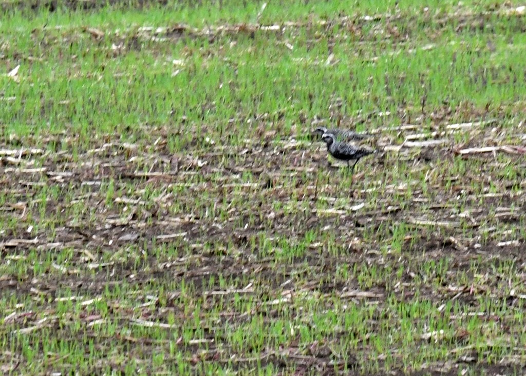American Golden-Plover - ML642336851