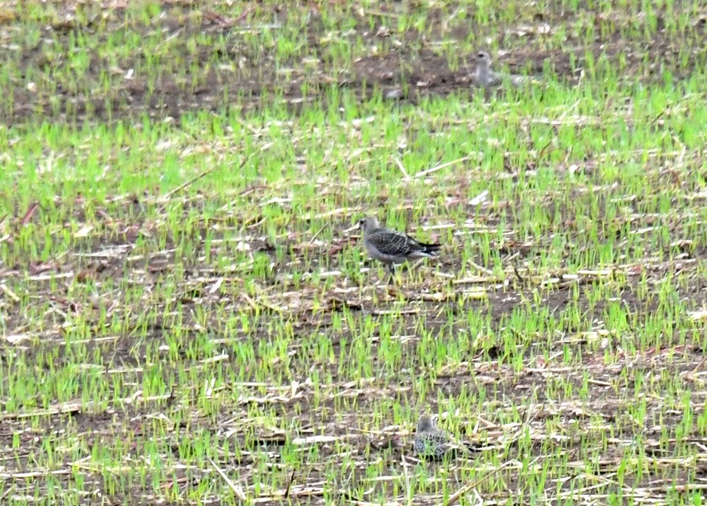 American Golden-Plover - ML642336853