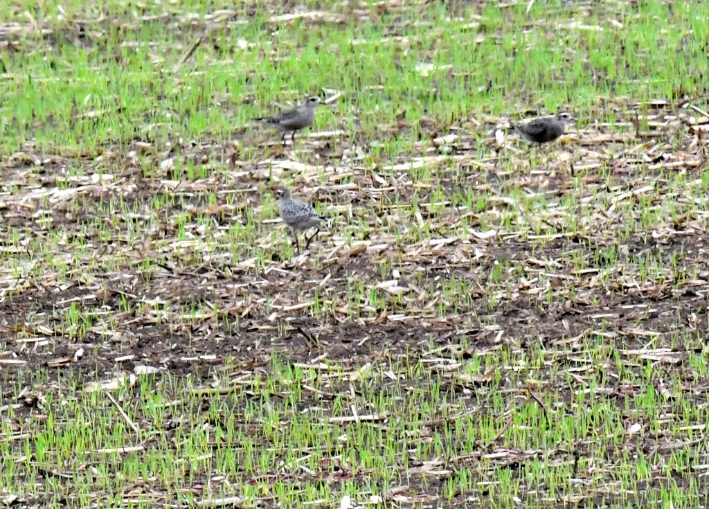 American Golden-Plover - ML642336854