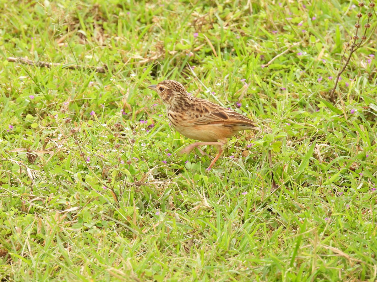 Jerdon's Bushlark - ML642336864