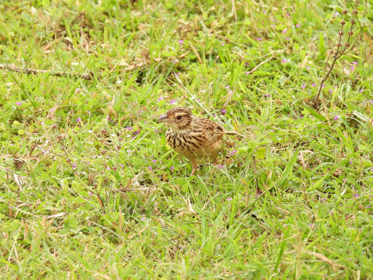 Jerdon's Bushlark - ML642336865