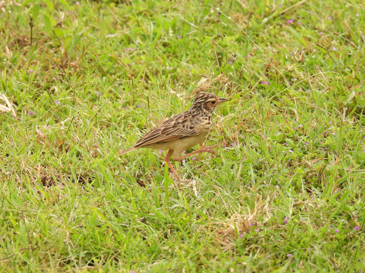 Jerdon's Bushlark - ML642336866
