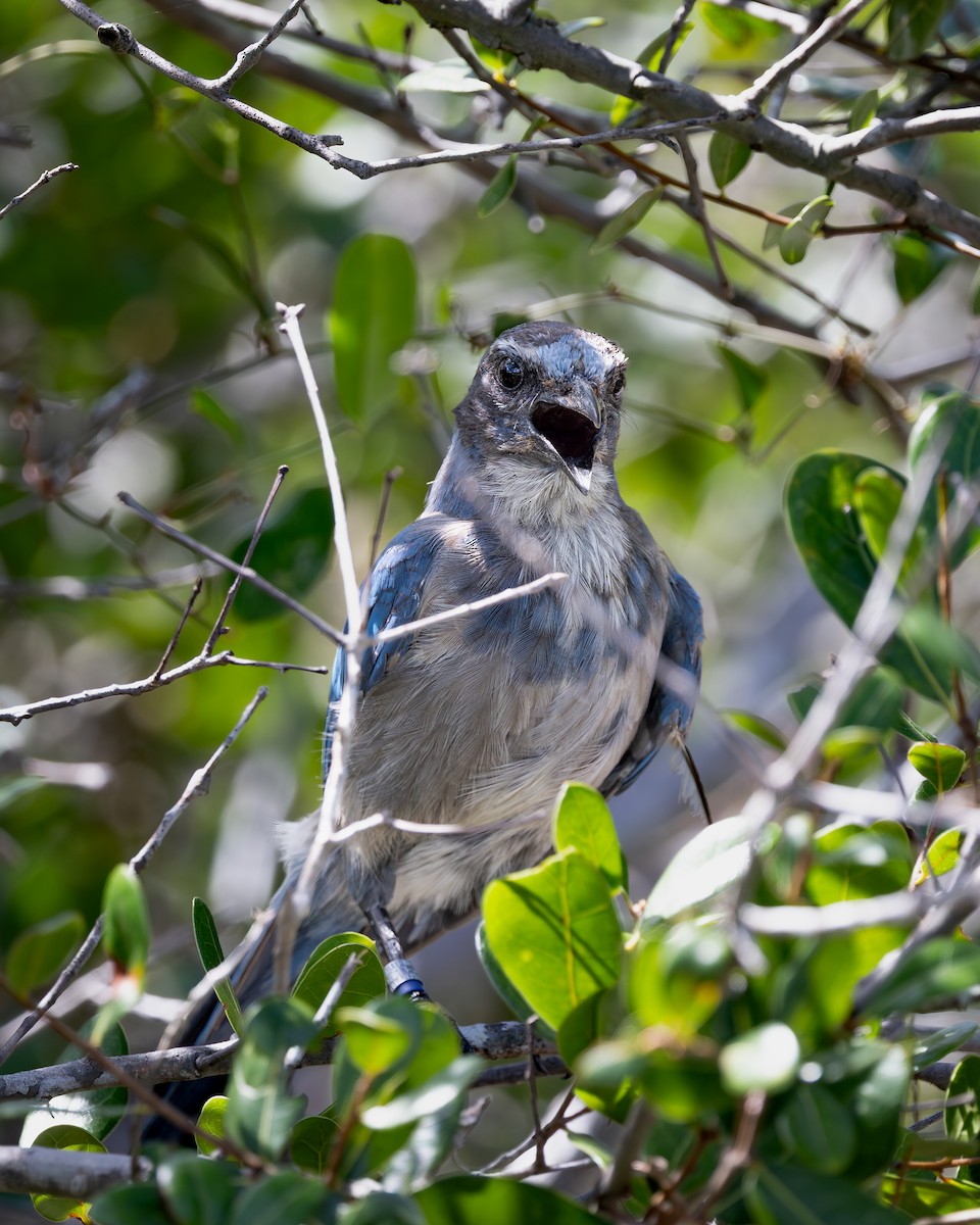 Florida Scrub-Jay - ML642336876