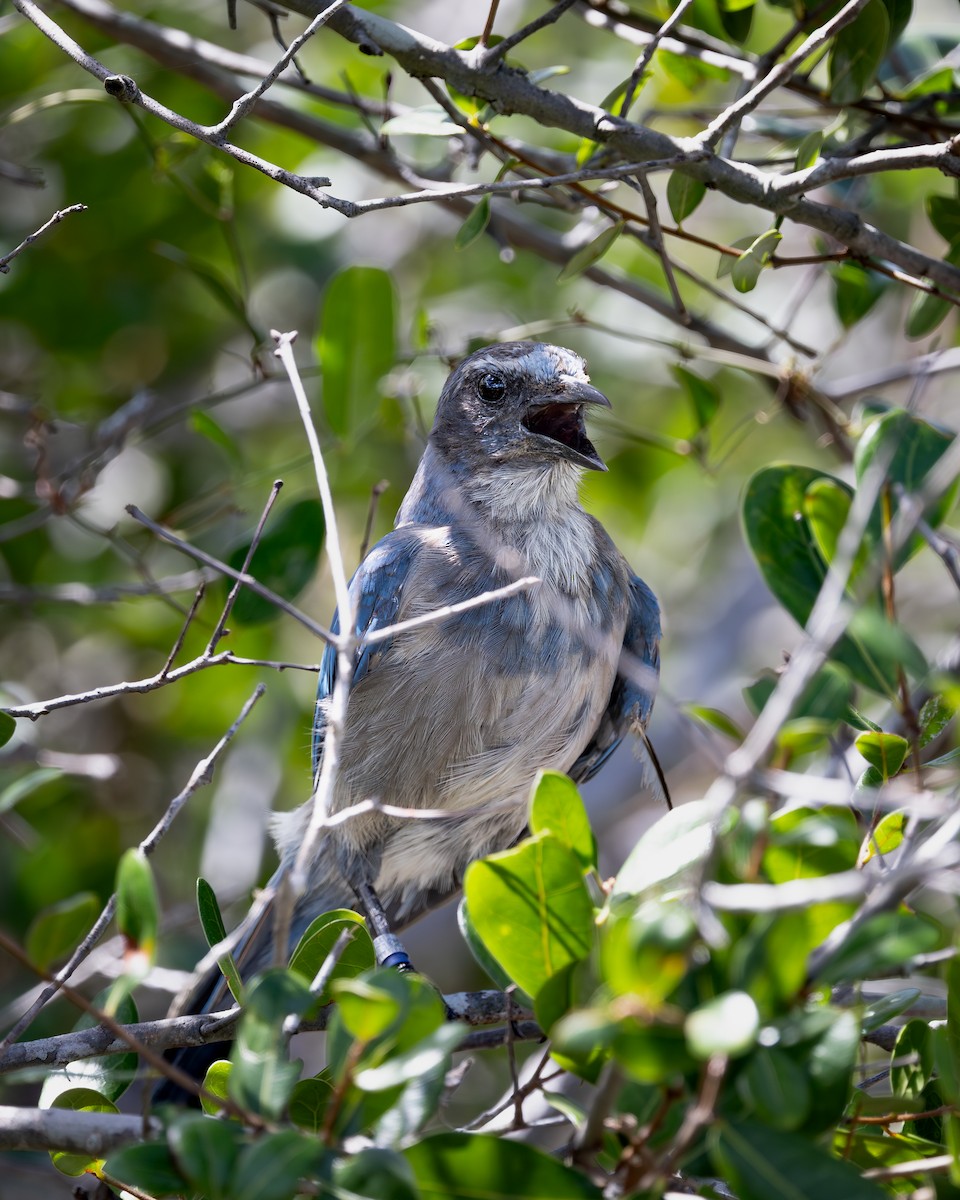 Florida Scrub-Jay - ML642336878