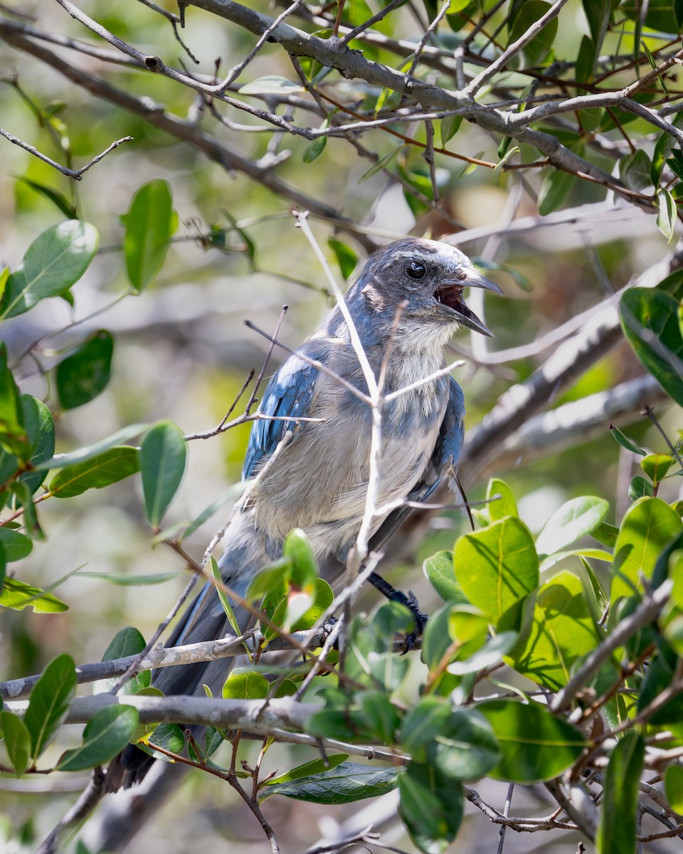 Florida Scrub-Jay - ML642336879