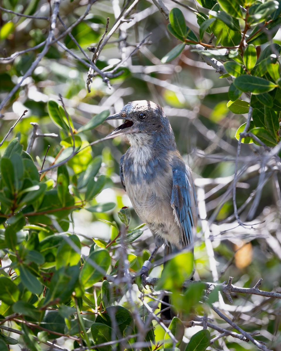 Florida Scrub-Jay - ML642336880