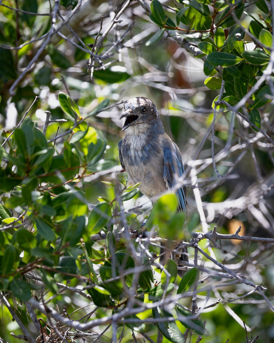 Florida Scrub-Jay - ML642336881