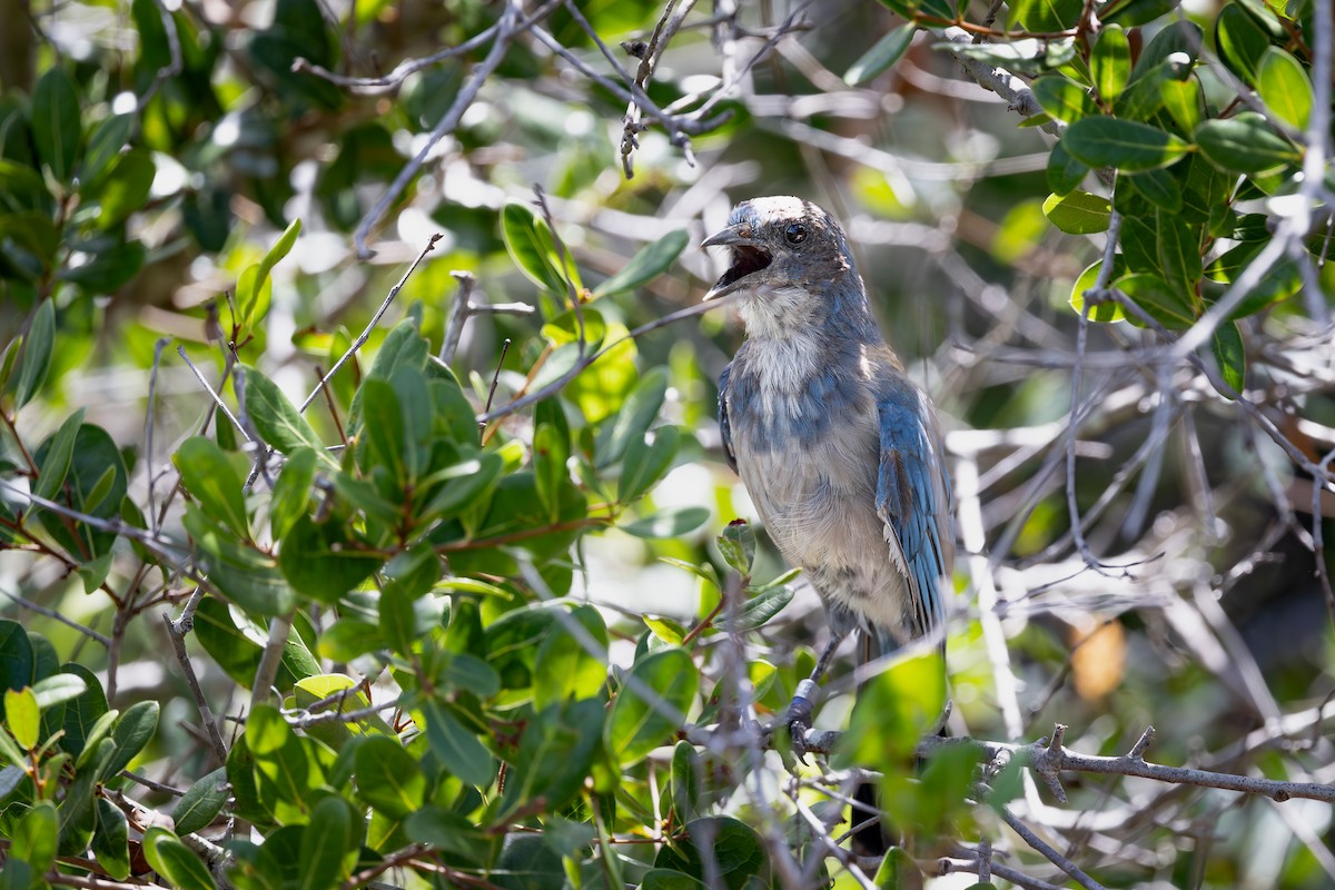 Florida Scrub-Jay - ML642336882