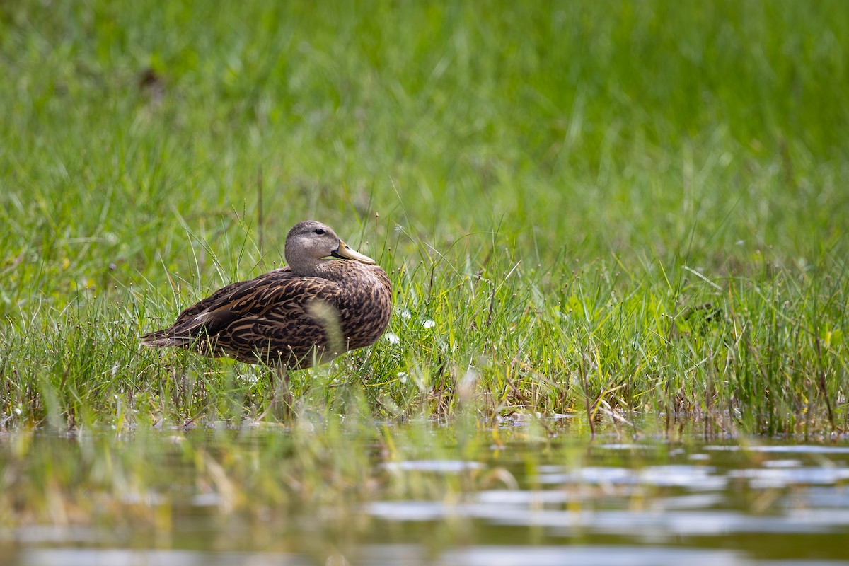 kachna pobřežní - ML642336894