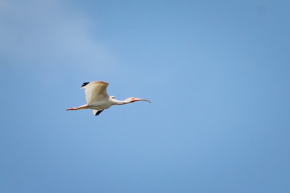 ibis bílý - ML642336924