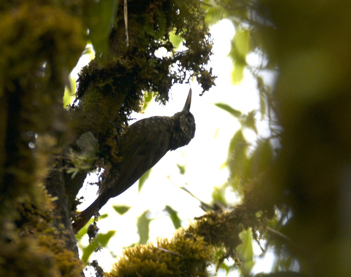 Olive-backed Woodcreeper - ML642336927
