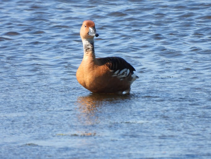 Fulvous Whistling-Duck - ML642336940