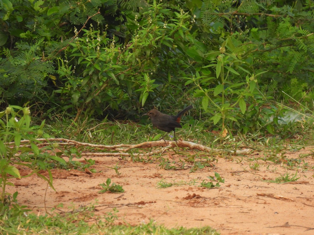 Indian Robin - ML642336946