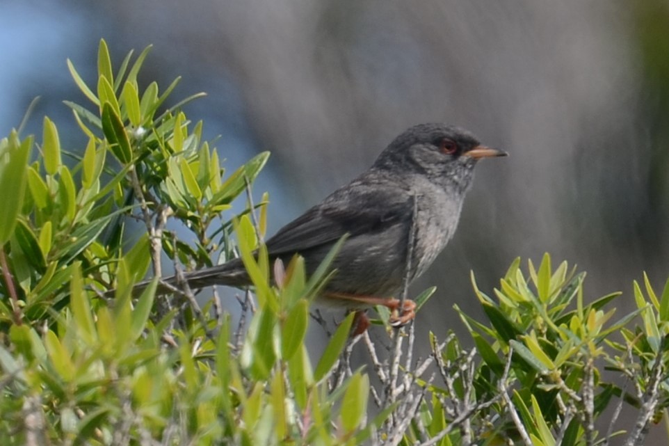 Fauvette sarde - ML642336951