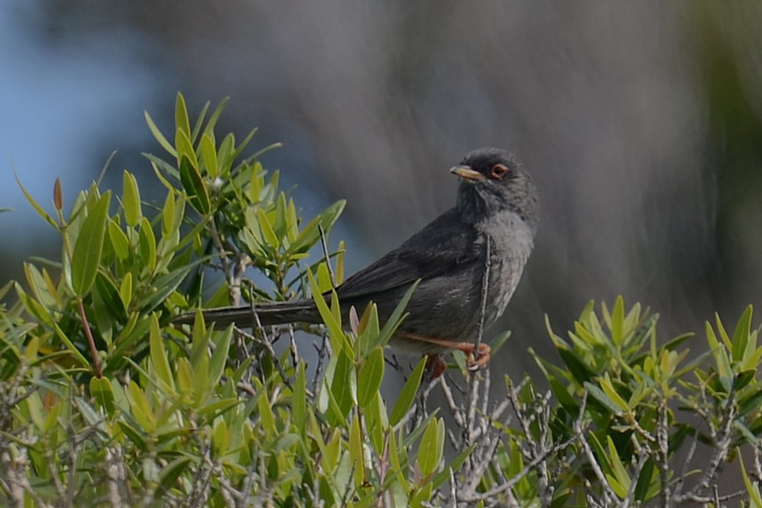Fauvette sarde - ML642336954