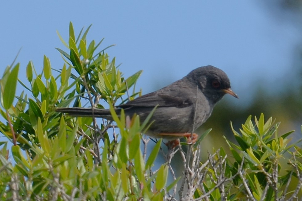 Fauvette sarde - ML642336955