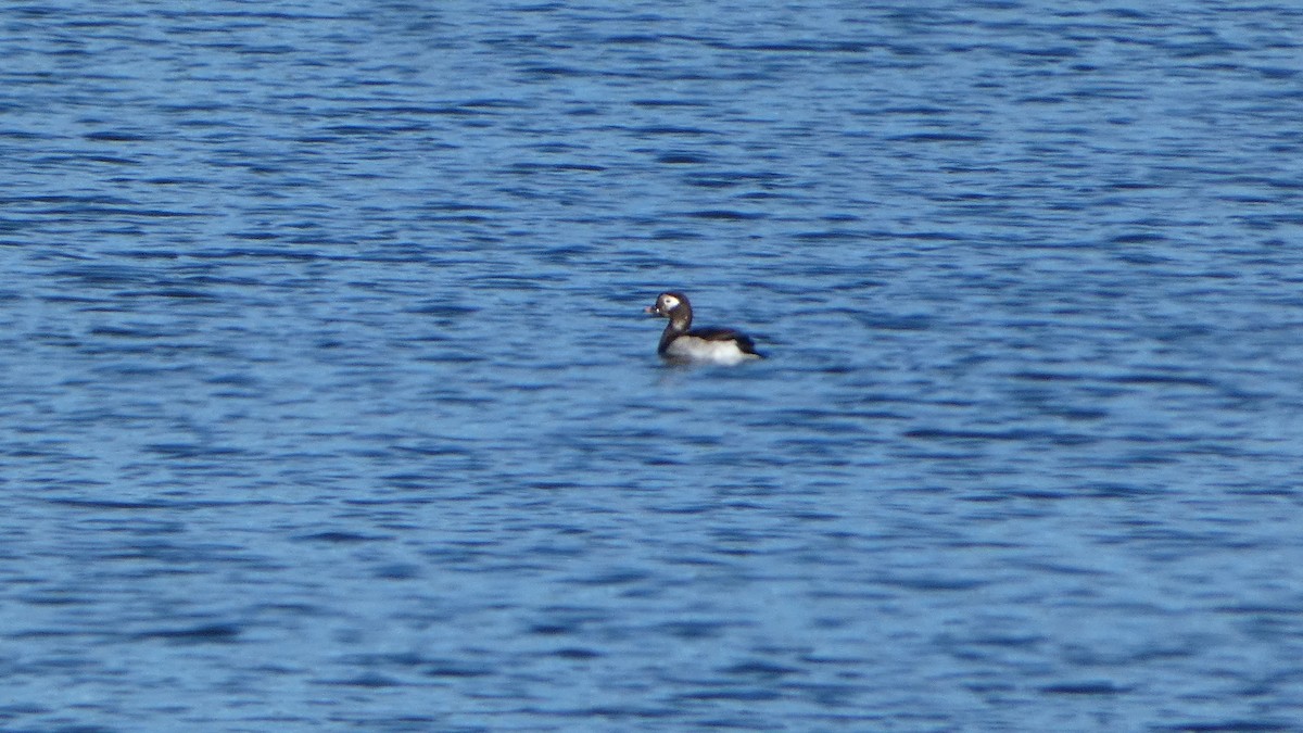 Long-tailed Duck - ML642336983
