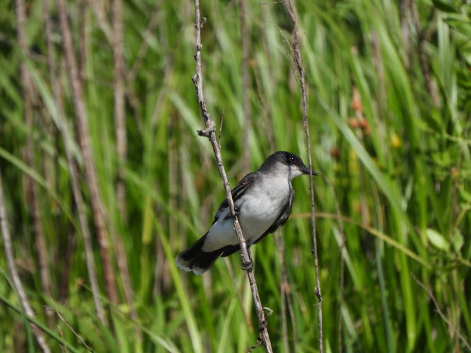 Eastern Kingbird - ML642336998