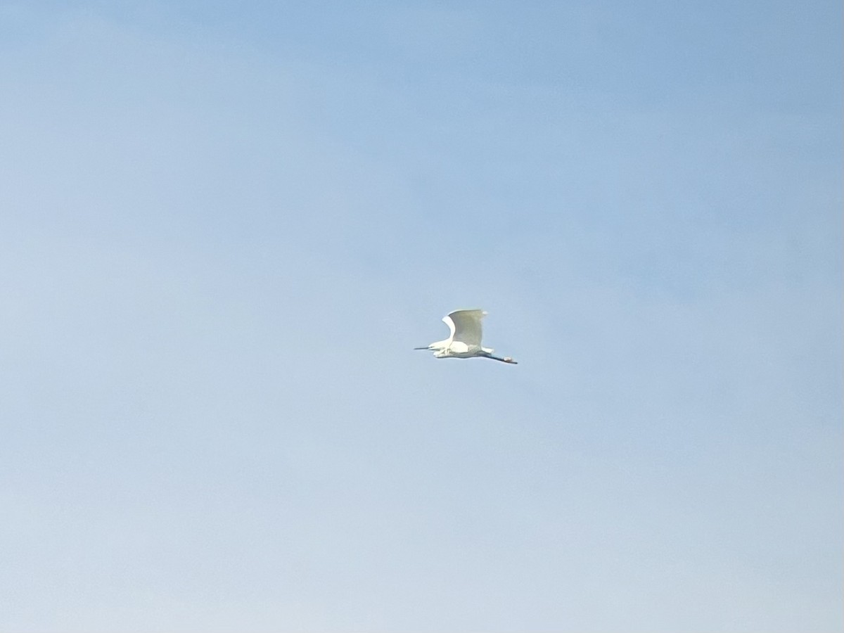 Snowy Egret - ML642337004