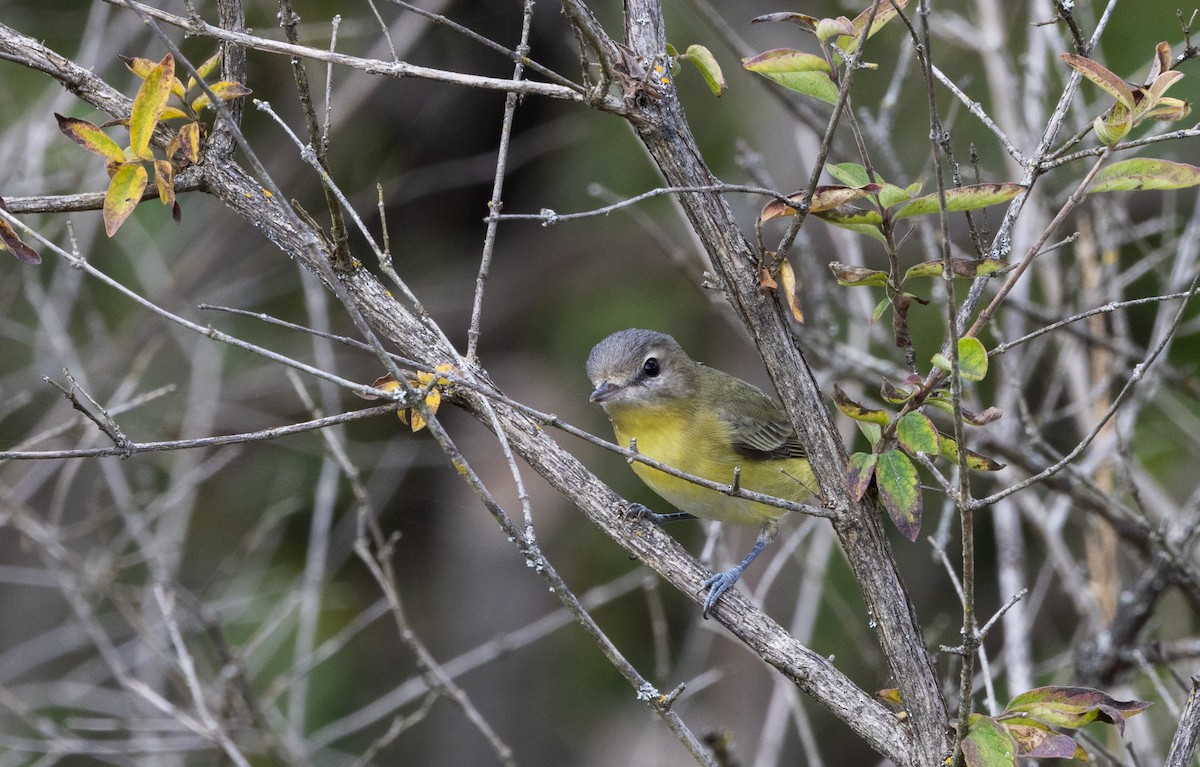 Philadelphia Vireo - ML642337030