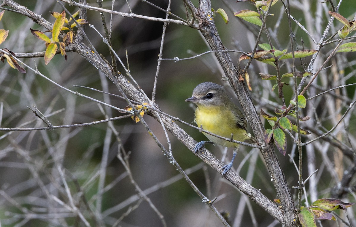 Philadelphia Vireo - ML642337031