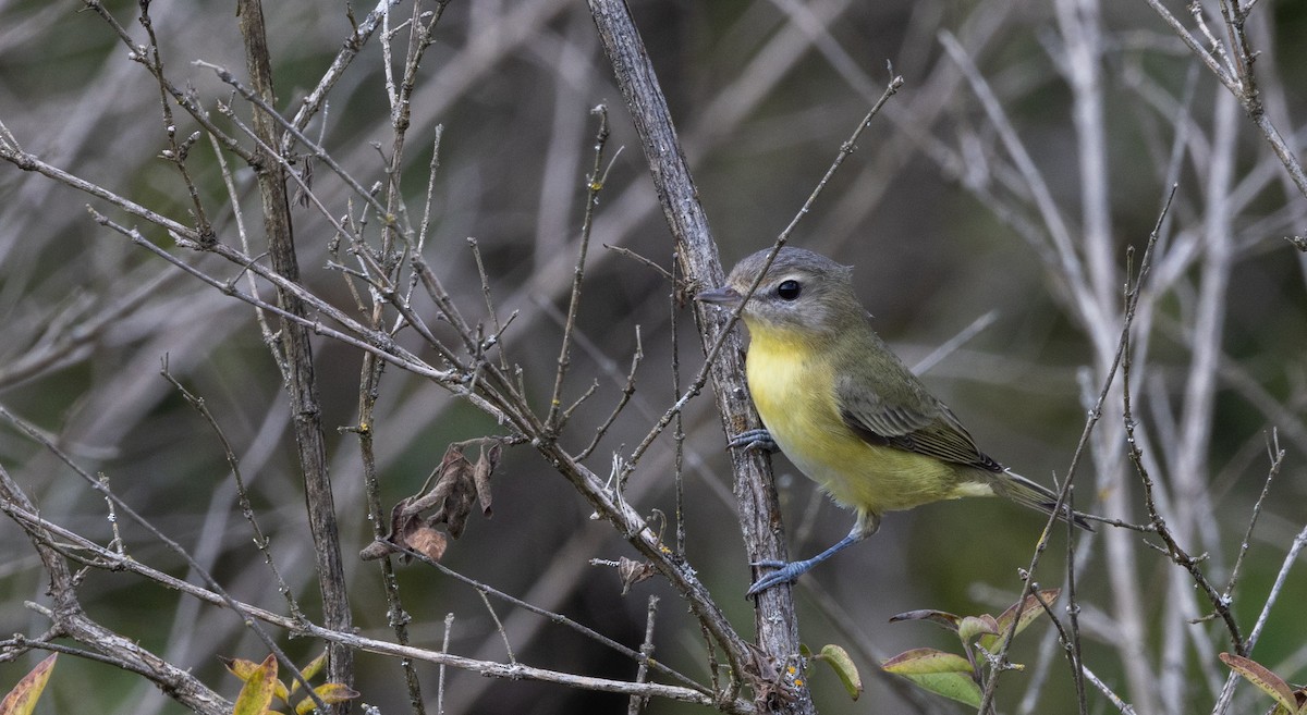 Philadelphia Vireo - ML642337032