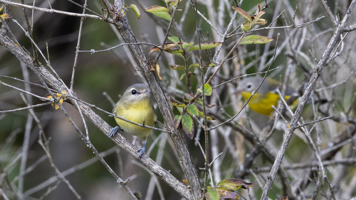 Philadelphia Vireo - ML642337033