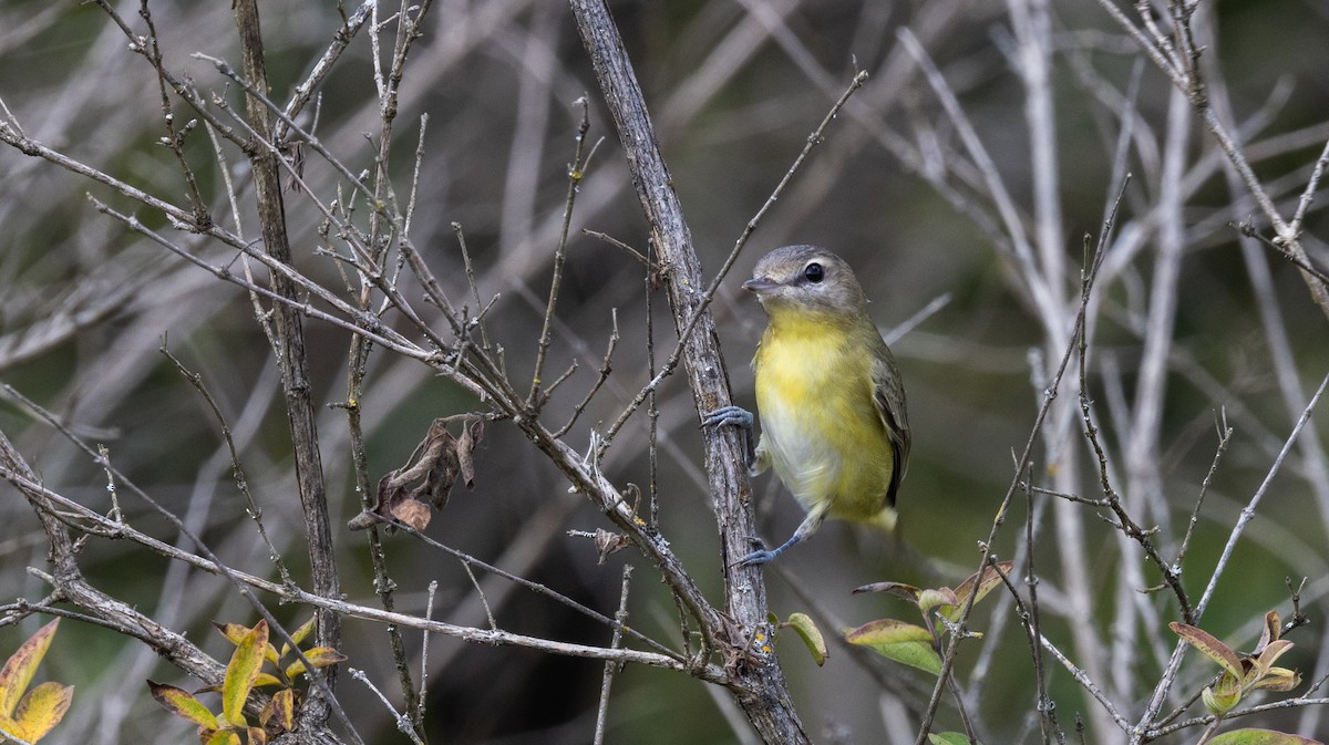 Philadelphia Vireo - ML642337034