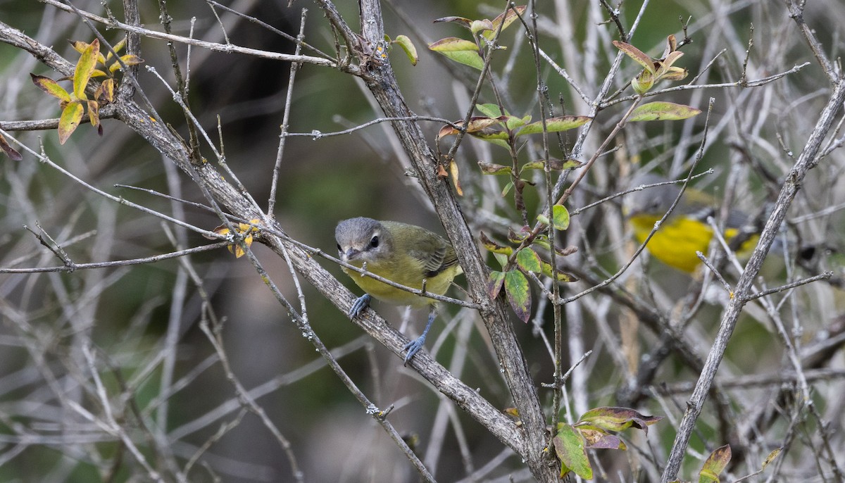 Philadelphia Vireo - ML642337035