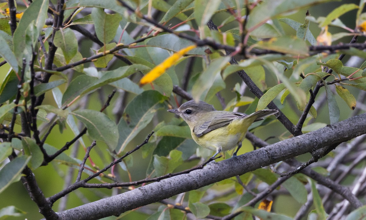 Philadelphia Vireo - ML642337038