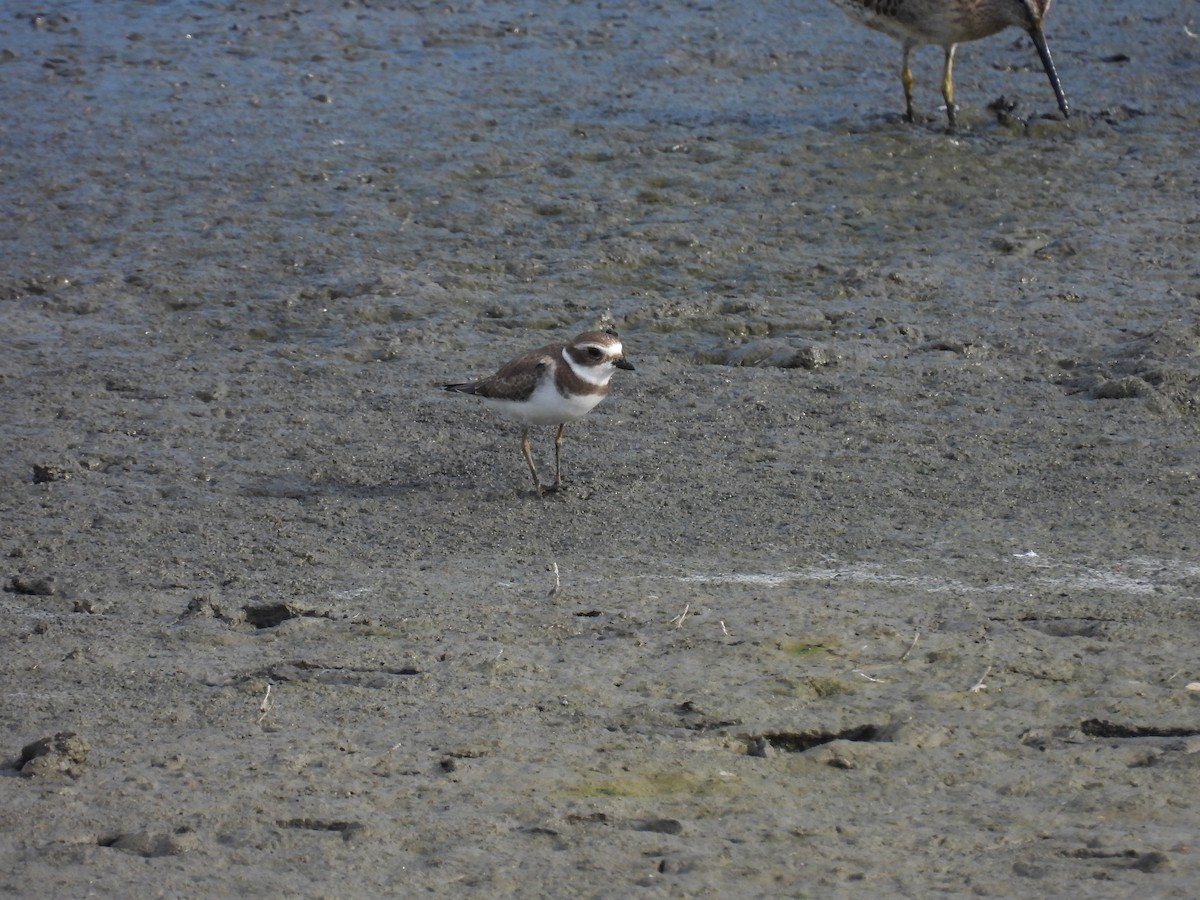 Semipalmated Plover - ML642337047
