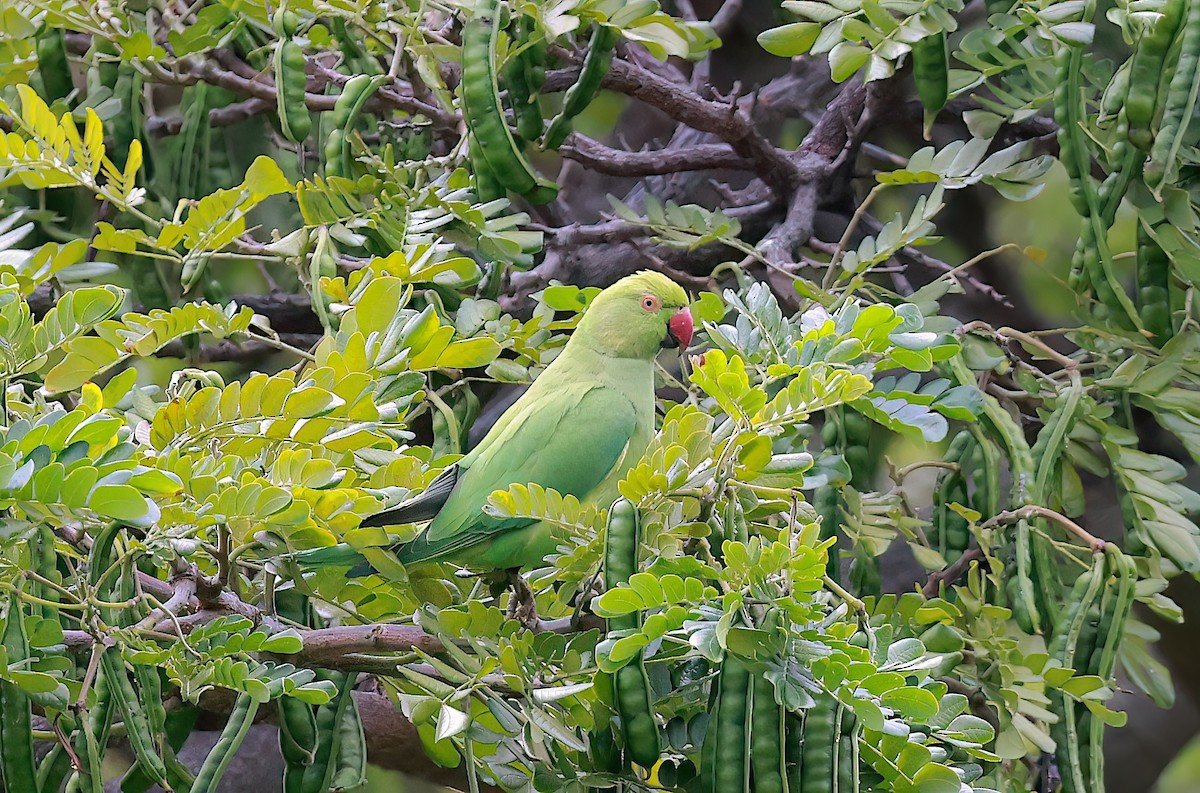 Rose-ringed Parakeet - ML642337054