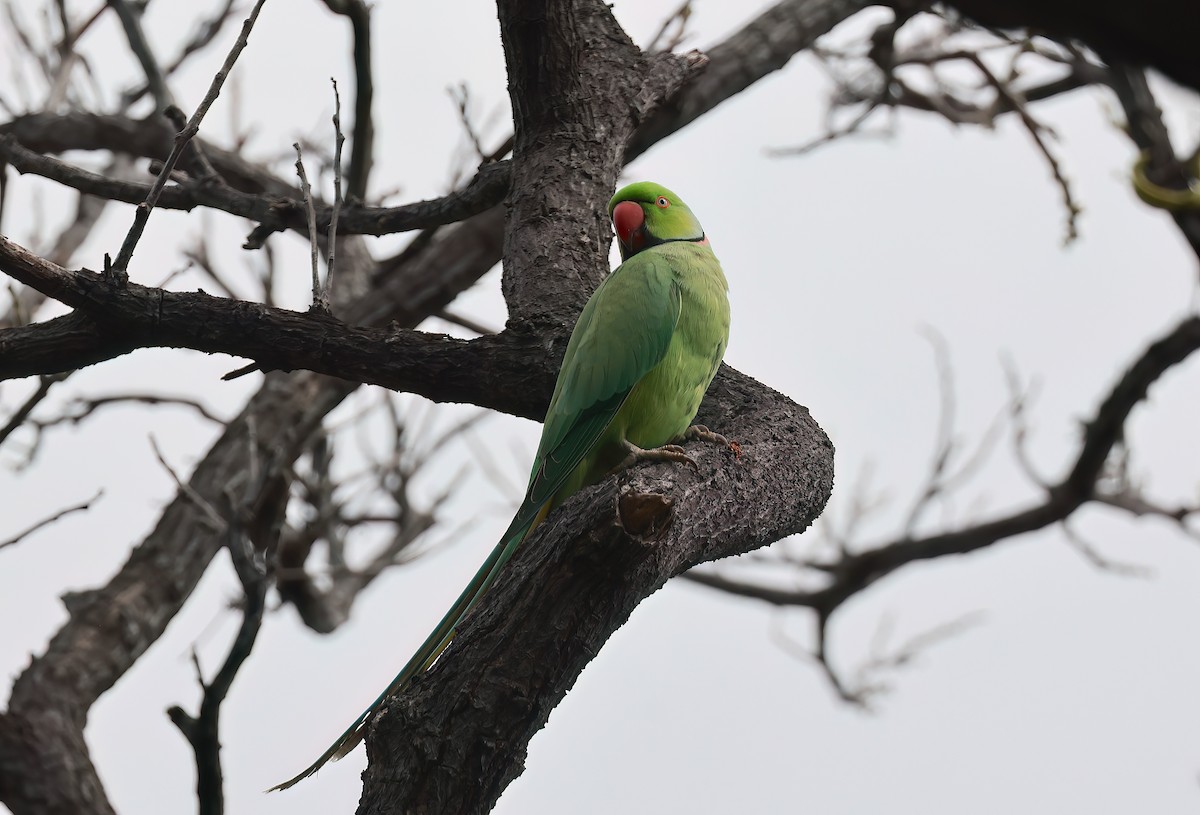 Rose-ringed Parakeet - ML642337058