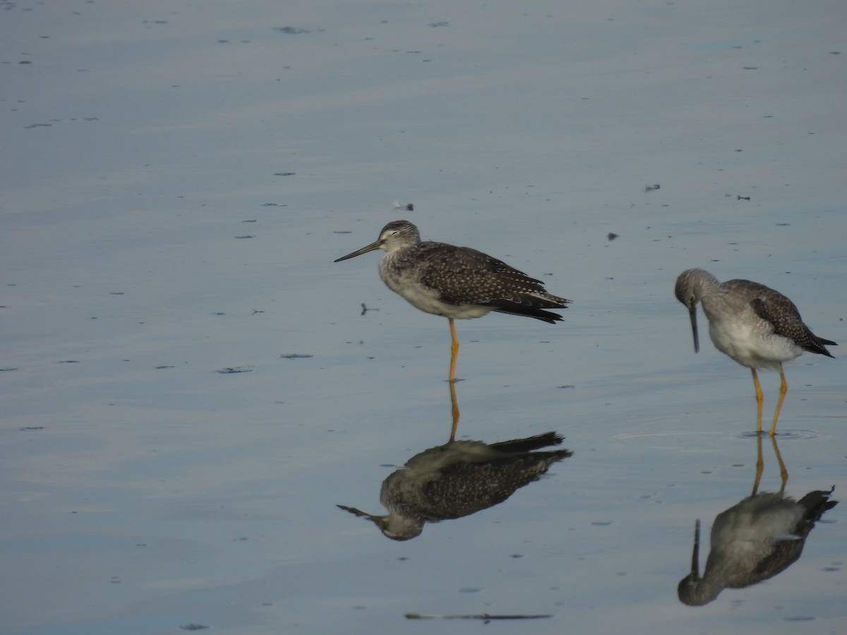 Greater Yellowlegs - ML642337061