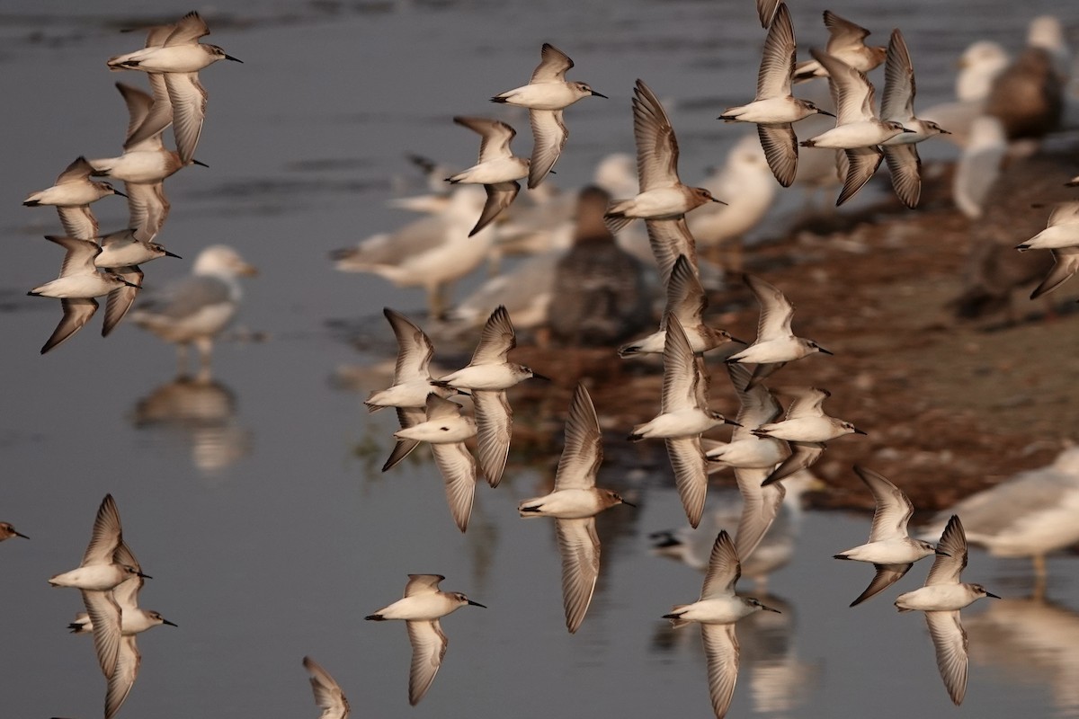 Western Sandpiper - ML642337069