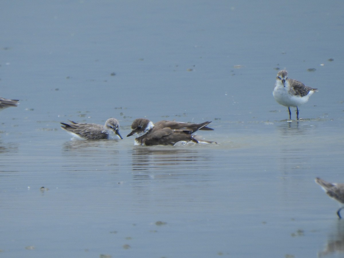 Semipalmated Plover - ML642337070