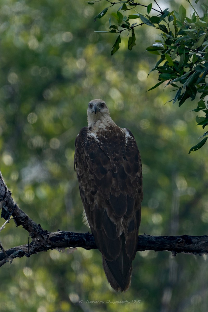 White-bellied Sea-Eagle - ML642337079