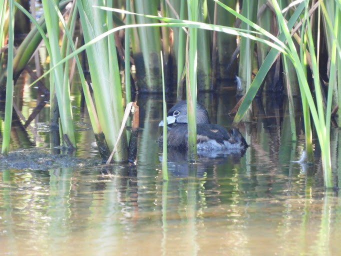 Pied-billed Grebe - ML642337098