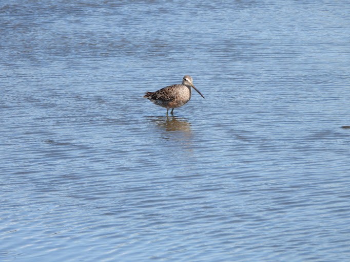 Long-billed Dowitcher - ML642337102